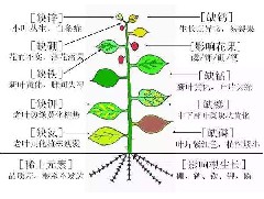 如何知道自己的植物缺少的那些肥？