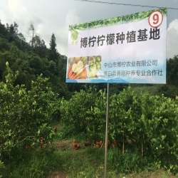 香水檸檬種植基地