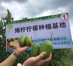 香水檸檬種植基地